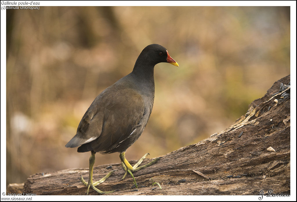 Common Moorhen