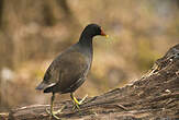 Gallinule poule-d'eau