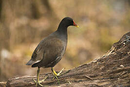 Common Moorhen