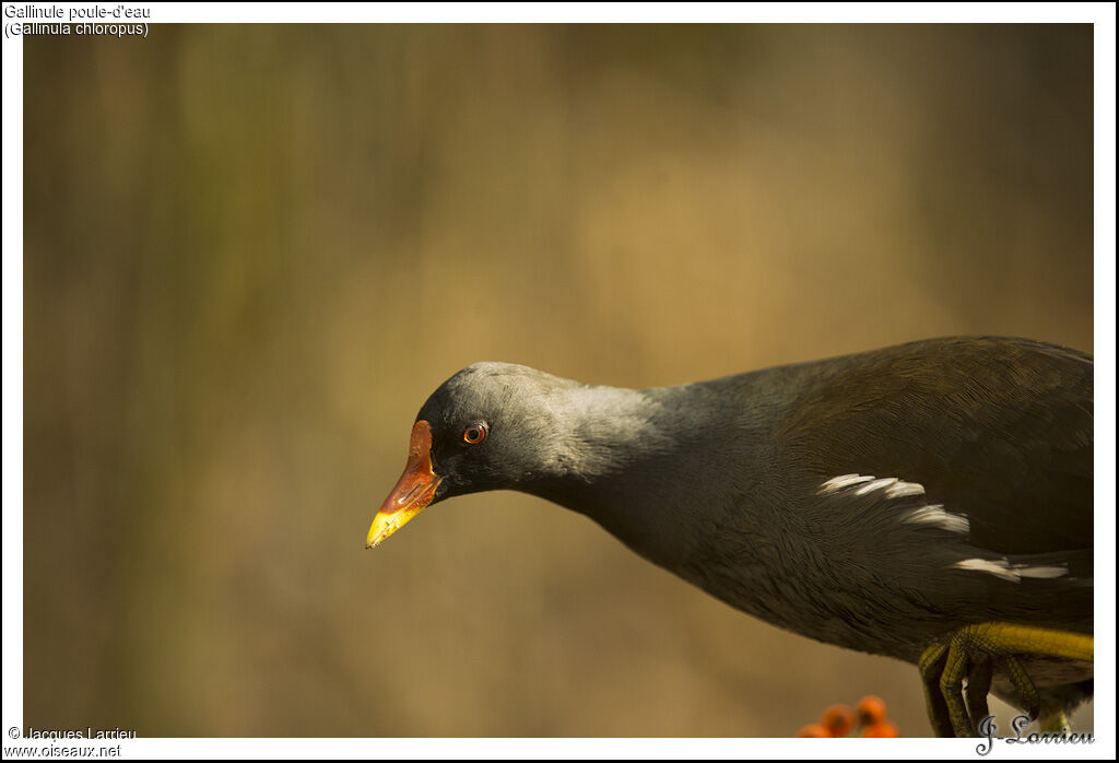 Gallinule poule-d'eau