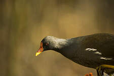 Gallinule poule-d'eau