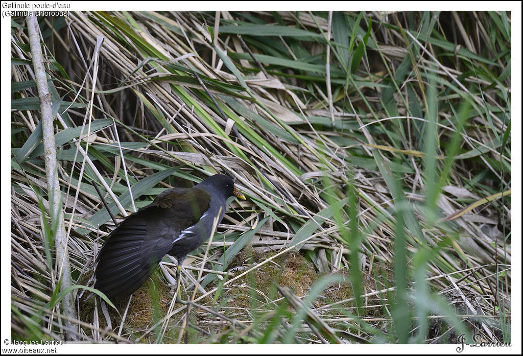 Common Moorhen