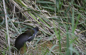 Gallinule poule-d'eau