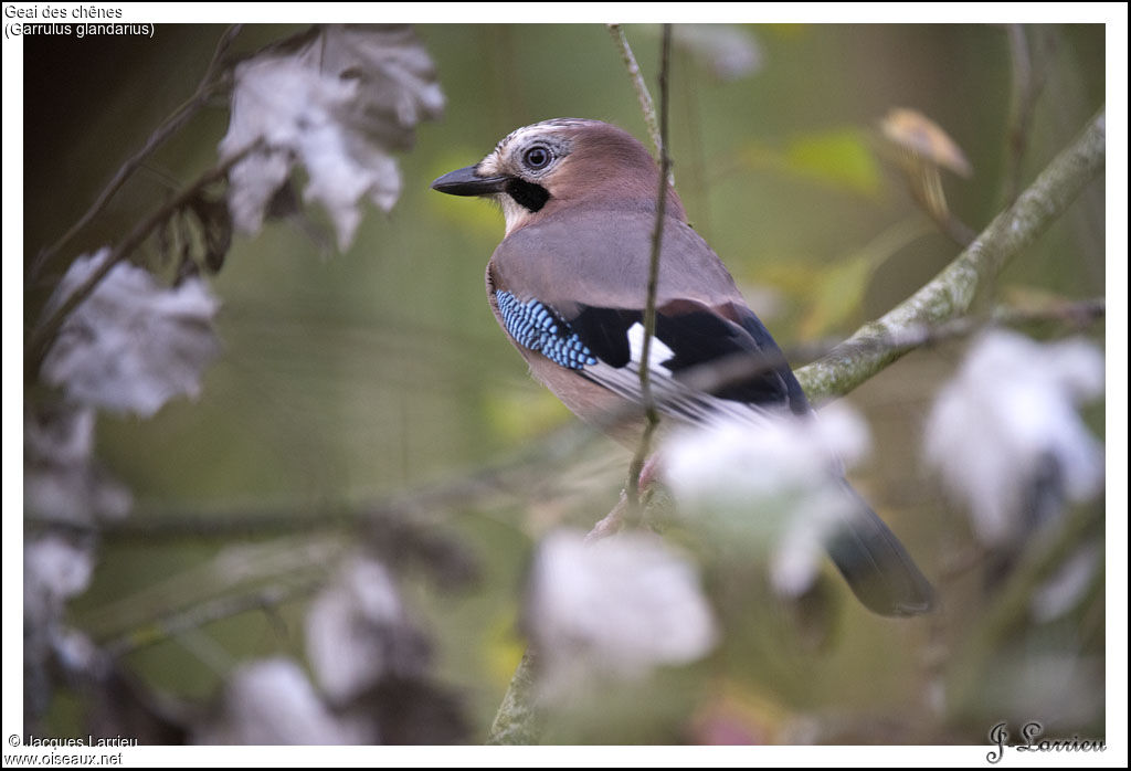 Eurasian Jay