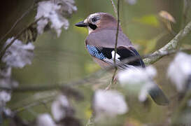 Eurasian Jay