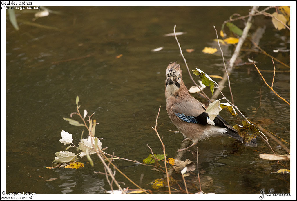 Eurasian Jay