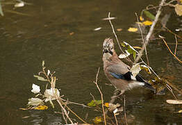 Eurasian Jay