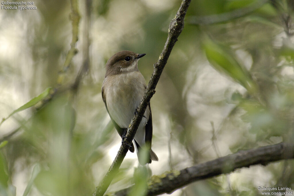 European Pied Flycatcher