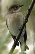 European Pied Flycatcher