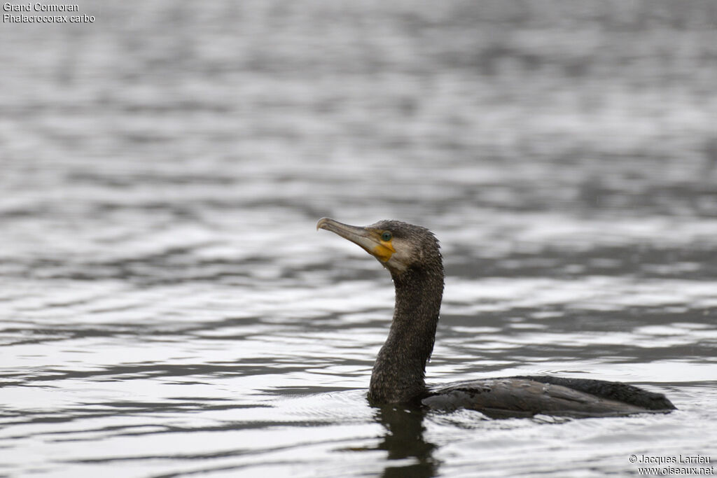 Great Cormorant