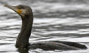 Great Cormorant