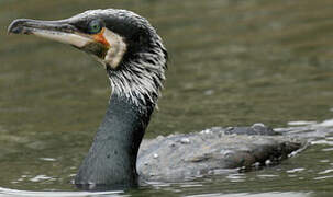 Great Cormorant