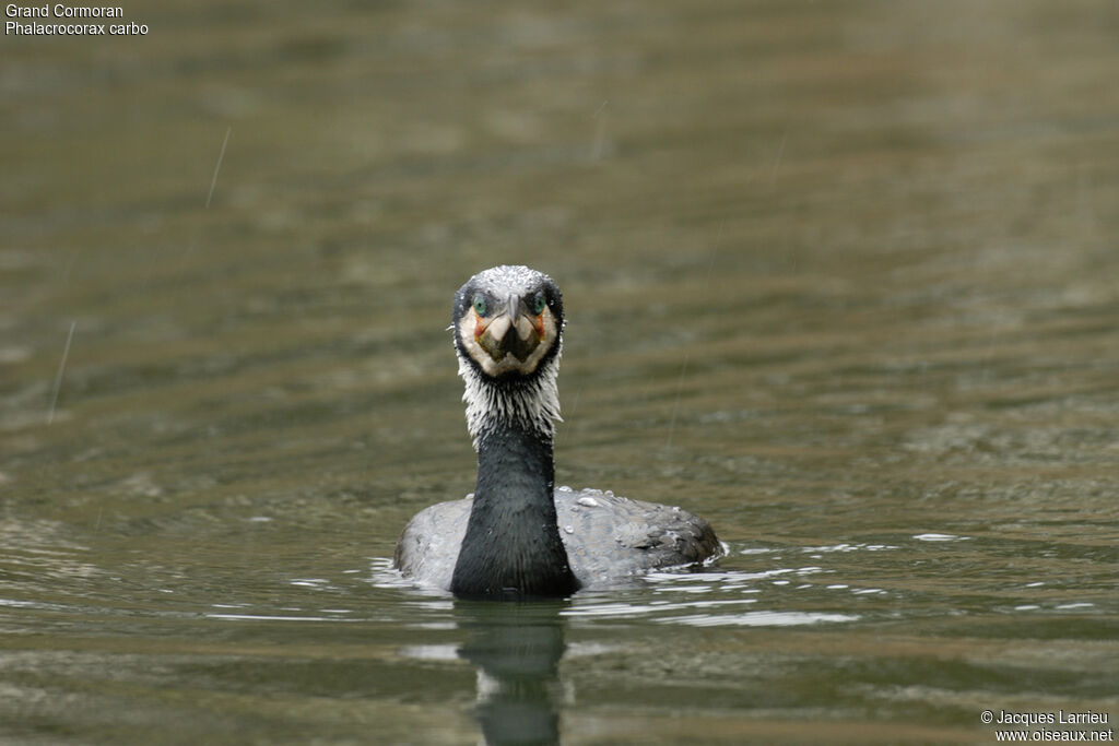 Great Cormorant