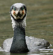 Great Cormorant