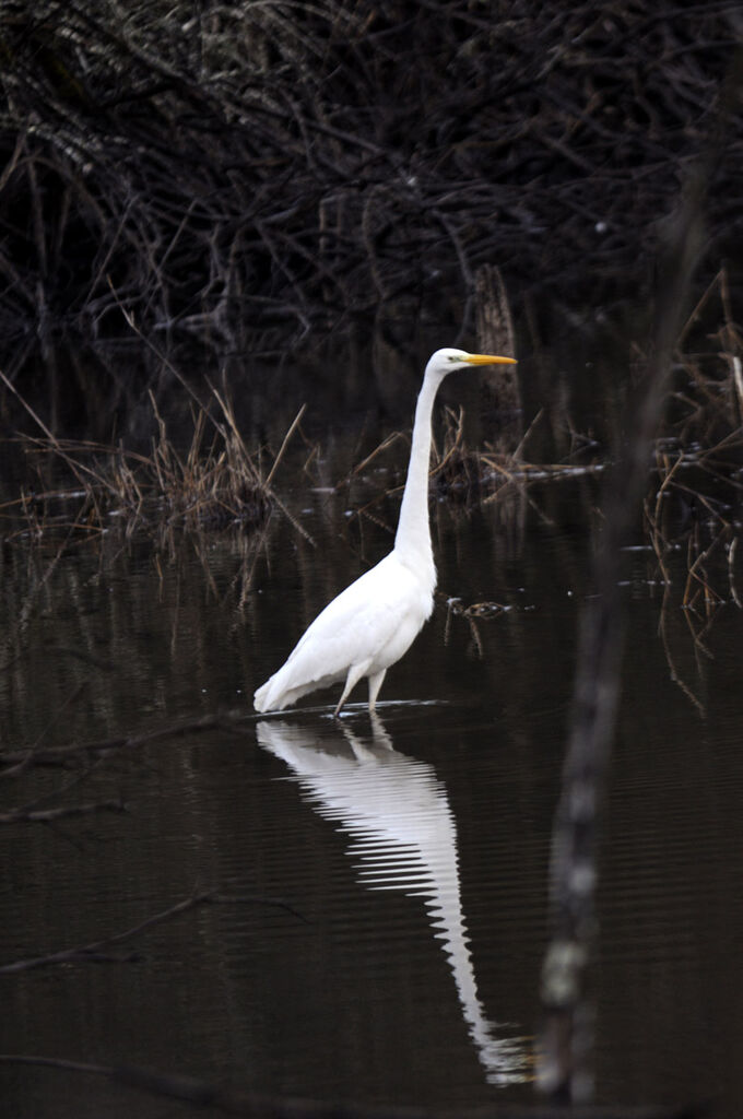 Grande Aigrette