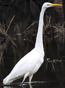 Grande Aigrette