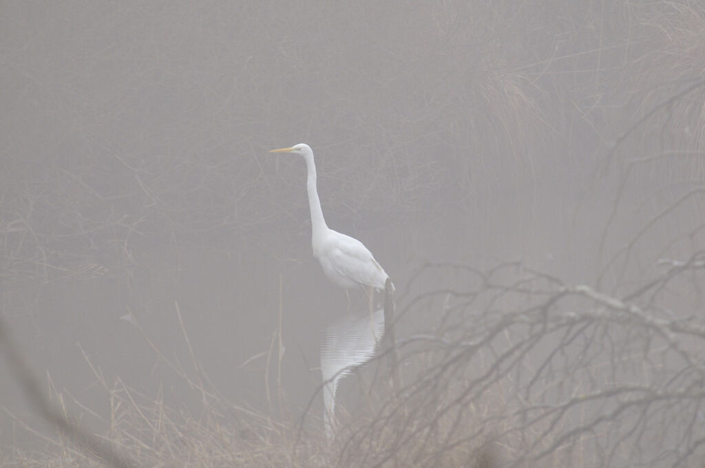 Great Egret