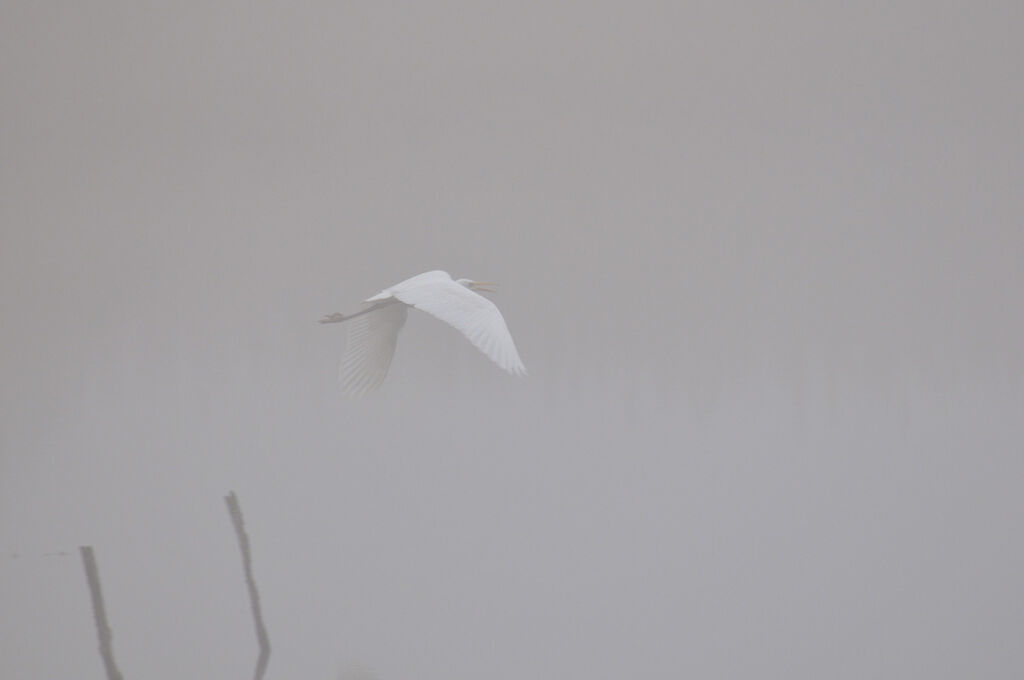 Grande Aigrette