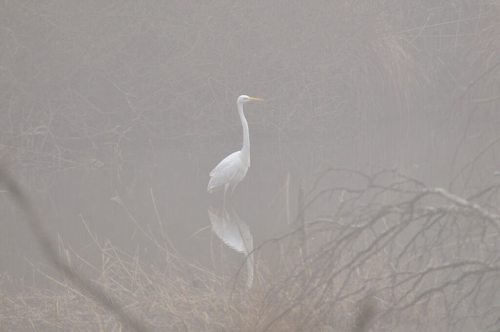 Grande Aigrette