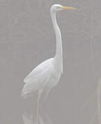 Grande Aigrette