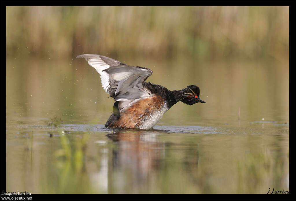 Black-necked Grebeadult, Flight