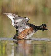 Black-necked Grebe