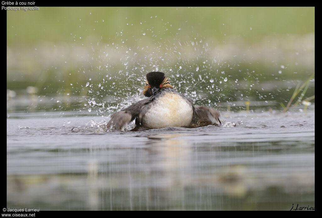 Black-necked Grebe