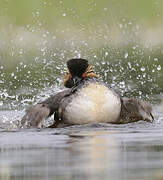 Black-necked Grebe