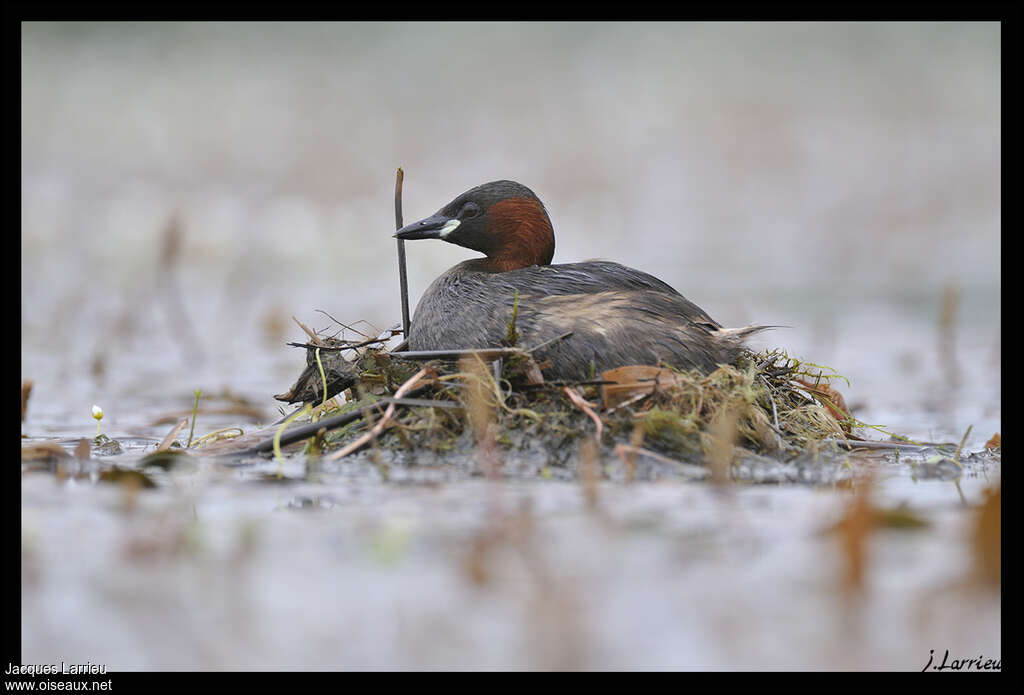 Little Grebeadult, Reproduction-nesting