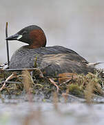 Little Grebe