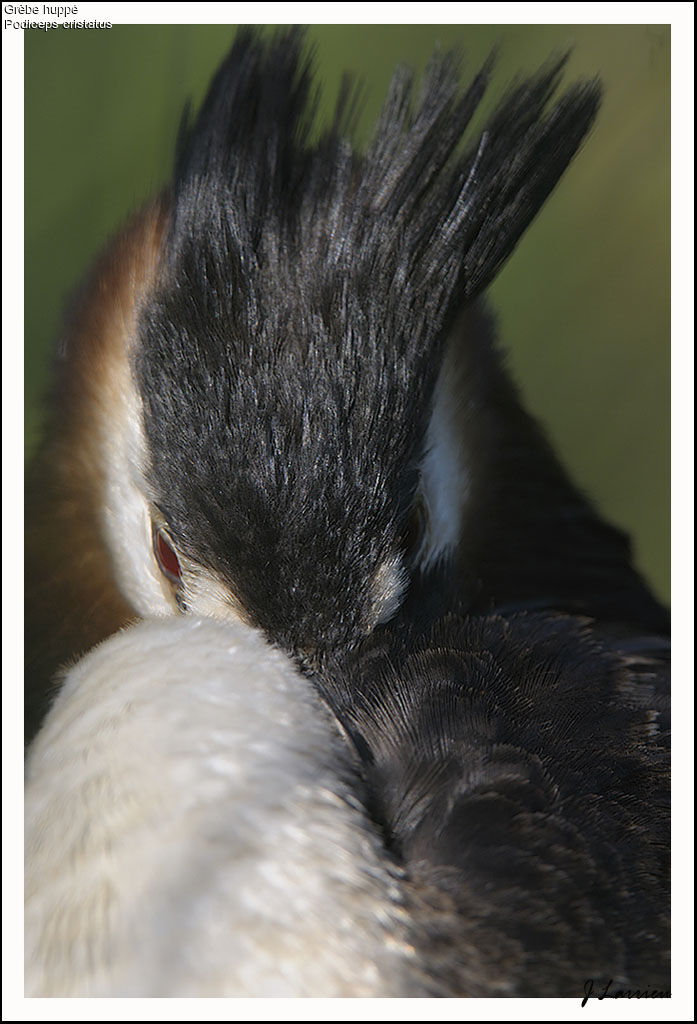 Great Crested Grebe