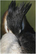 Great Crested Grebe