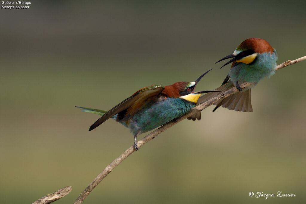 European Bee-eater