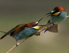 European Bee-eater