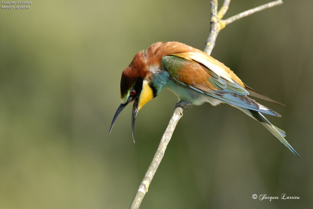 European Bee-eater