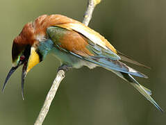 European Bee-eater