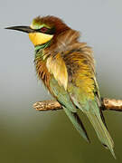 European Bee-eater