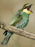 European Bee-eater