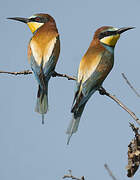 European Bee-eater