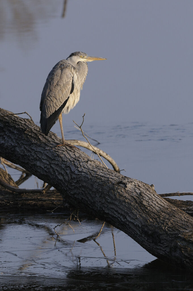 Grey Heron