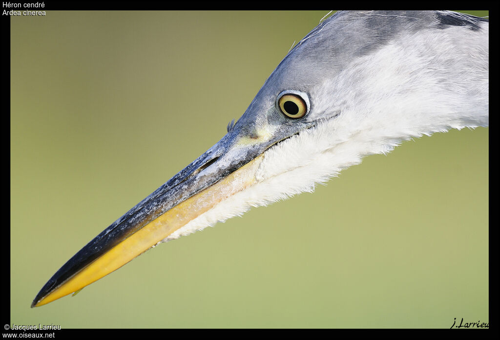 Grey Heron