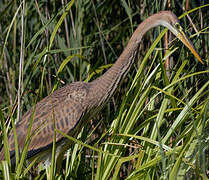 Purple Heron