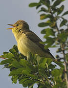 Melodious Warbler