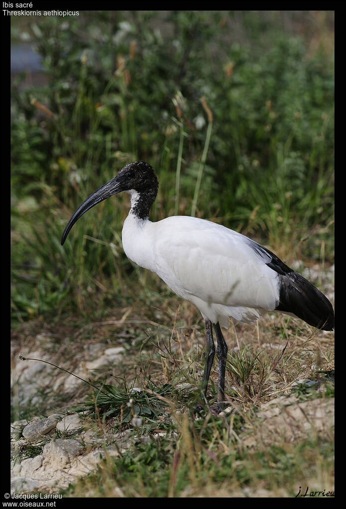 Ibis sacré