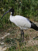 African Sacred Ibis