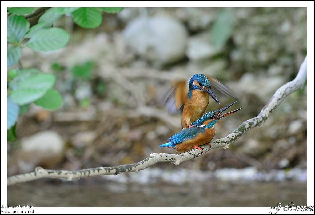 Common Kingfisheradult breeding, mating.