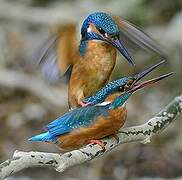 Common Kingfisher