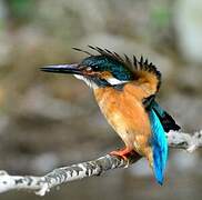 Common Kingfisher