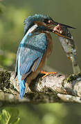 Common Kingfisher