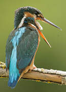 Common Kingfisher